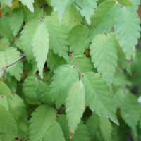 Zelkova serrata  / Zelkova du Japon n°90 – Image 5