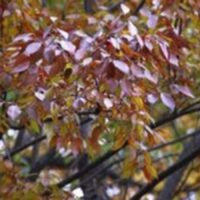 Zelkova serrata  / Zelkova du Japon n°90 – Image 6