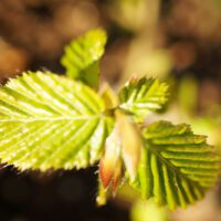 Carpinus betulus - Charme n°01 – Image 8