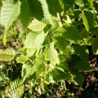 Carpinus betulus - Charme n°01 – Image 9