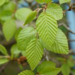 Carpinus turczanowi
