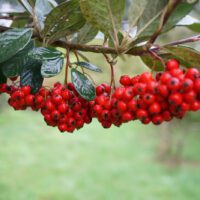 Cotoneaster dammeri 'Skogholm' - Cotonéaster n°22 – Image 6