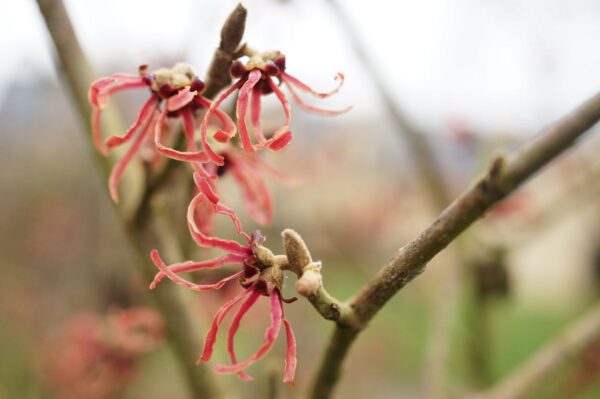 Hamamelis virginiana - Noisetier de sorcière n°1 – Image 5