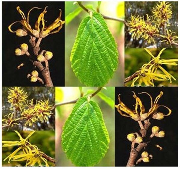 Hamamelis virginiana - Noisetier de sorcière n°1 – Image 3