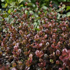 Lophomyrthus X ralphii 'Purpurea'