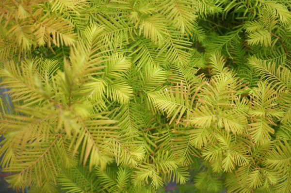 Metasequoia glyptostroboides / Sapin d'eau