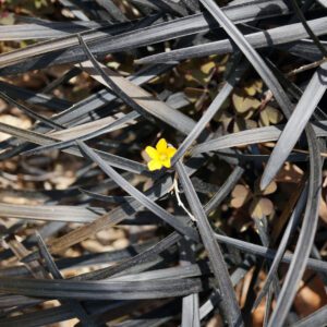 Ophiopogon planiscapus 'Nigrescens' / Vivace gazonnante