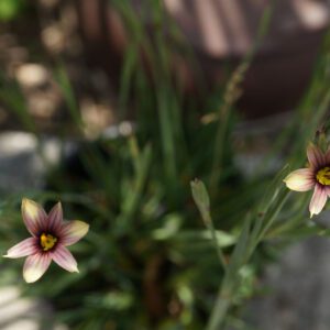 Sisyrinchium biscutella - Bermudienne à feuilles étroites