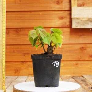 Tilia cordata / Tilleul à petites feuilles n°18