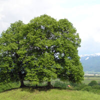 Tilia cordata / Tilleul à petites feuilles n°26 – Image 2