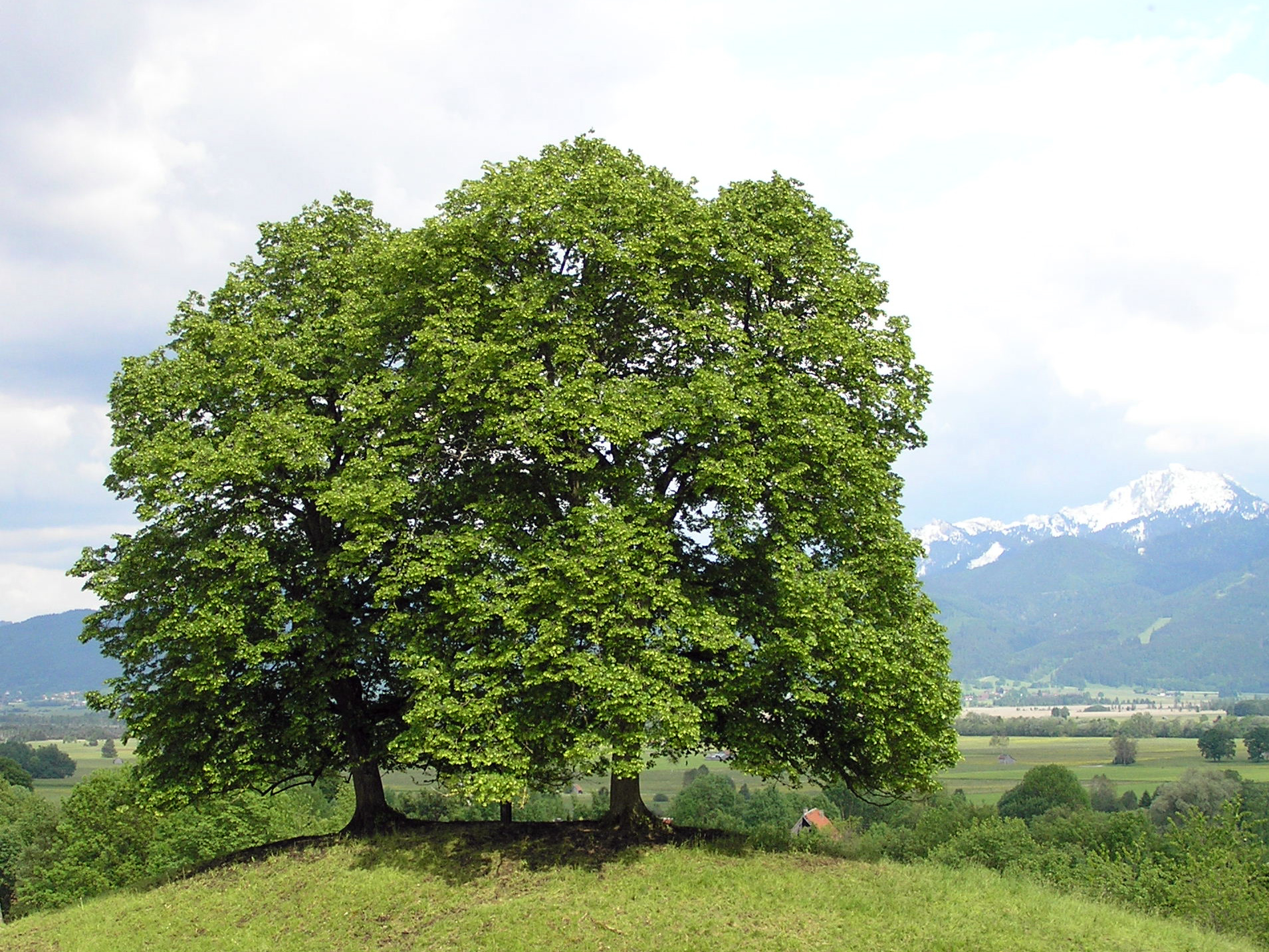 TILIA CORDATA - Tilleul à petites feuilles : lot de 10 pieds