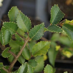 Orme du Japon G9-2022-tortueux