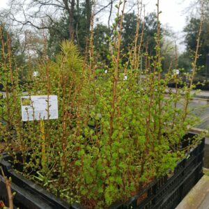 Larix kaempferi / Mélèze du Japon