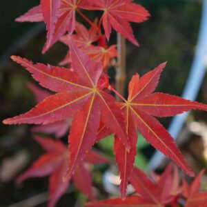 Acer palmatum 'Deshojo' / Erable japonais