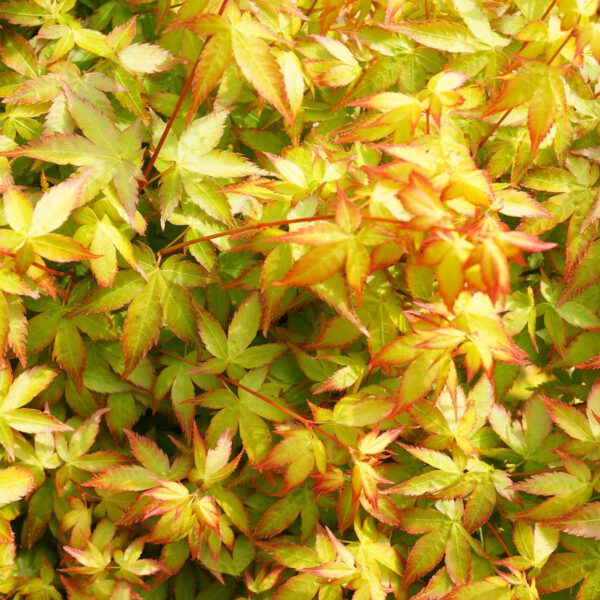 Acer palmatum – Erable japonais n°19 – Image 2