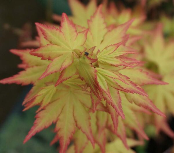 Acer palmatum – Erable japonais n°19 – Image 6