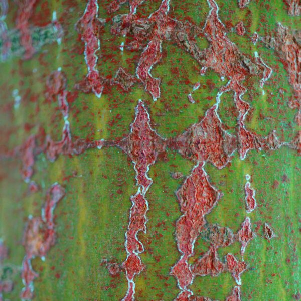 Acer palmatum - Erable japonais n°010 – Image 5