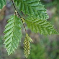 Carpinus betulus - Charme n°01 – Image 7