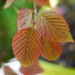 Carpinus omeiensis03