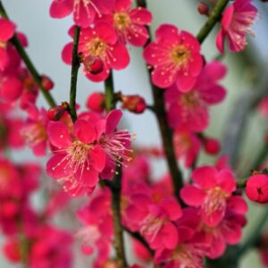 Prunus mume 'Beni shi dori' - Abricotier du japon