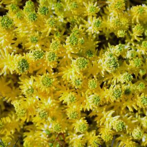 Sedum reflexum 'Angelina' - Orpin