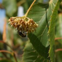 Tilia cordata / Tilleul à petites feuilles n°26 – Image 3