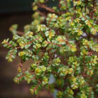 Ulmus parvifolia n°034 – Image 8