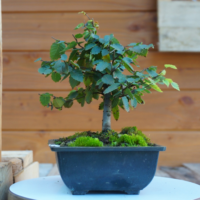 Engrais et fertilisation - Bonsai Shohin