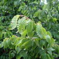 Carpinus betulus - Charme n°01 – Image 5