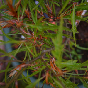 Fagus sylvatica 'Mercedes' - Hêtre