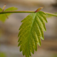 Zelkova carpinifolia n°06 - Orme du Caucase – Image 5