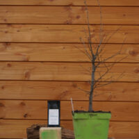 Zelkova carpinifolia n°06 - Orme du Caucase – Image 4