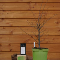 Zelkova carpinifolia n°06 - Orme du Caucase – Image 2