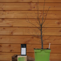 Zelkova carpinifolia n°06 - Orme du Caucase – Image 3