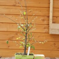 Zelkova carpinifolia n°06 - Orme du Caucase – Image 7