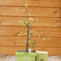 Zelkova carpinifolia n°06 - Orme du Caucase – Image 8