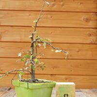 Zelkova carpinifolia n°06 - Orme du Caucase – Image 9