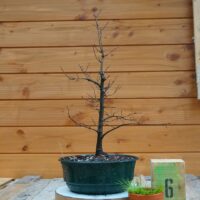 Zelkova carpinifolia n°06 - Orme du Caucase