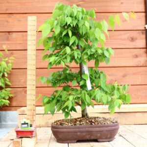 Zelkova carpinifolia n°05 - Orme du Caucase