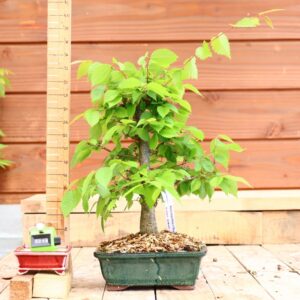 Zelkova carpinifolia n°06 - Orme du Caucase