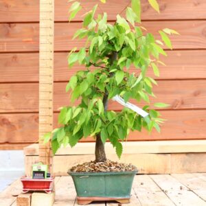 Zelkova carpinifolia n°10 - Orme du Caucase