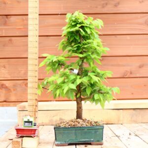 Zelkova carpinifolia n°12 - Orme du Caucase