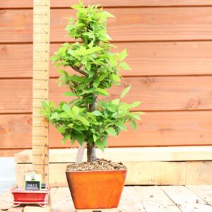 Zelkova carpinifolia n°13 - Orme du Caucase