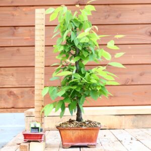 Zelkova carpinifolia n°15 - Orme du Caucase