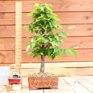 Zelkova carpinifolia n°17 - Orme du Caucase