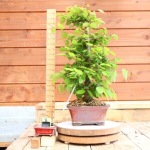 Zelkova carpinifolia n°18 - Orme du Caucase