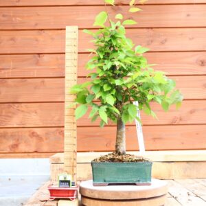 Zelkova carpinifolia n°20 - Orme du Caucase