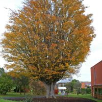 Zelkova serrata  / Zelkova du Japon n°90 – Image 7