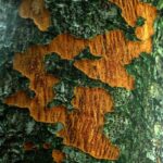 zelkova-carpinifolia2
