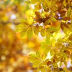 zelkova-carpinifolia3